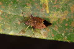 Podisus distinctus