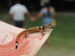 Sphaerodactylus continentalis