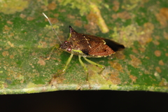 Podisus distinctus