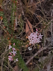 Epacris pulchella