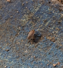 Blattella vaga