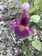 Proboscidea louisianica fragrans