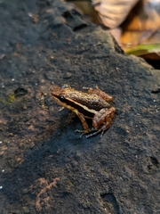 Epipedobates machalilla