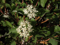 Cornus sericea sericea