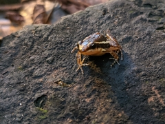 Epipedobates machalilla