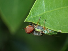 Hedriodiscus vertebratus