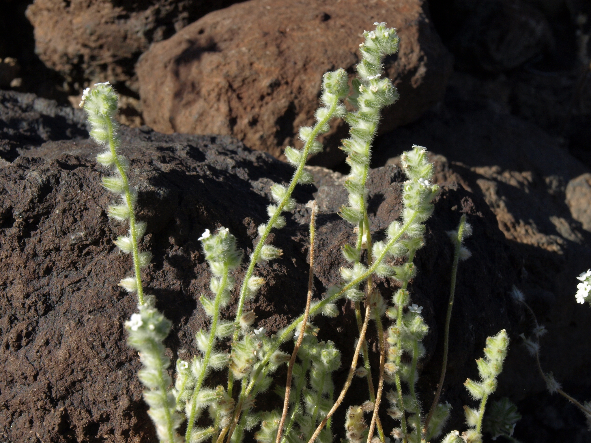 Cryptantha barbigera