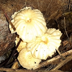 Marasmius