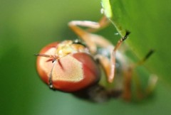 Hedriodiscus vertebratus