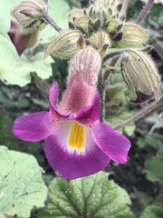 Proboscidea louisianica fragrans