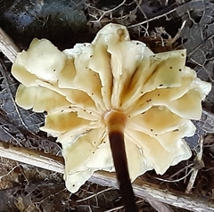 Marasmius