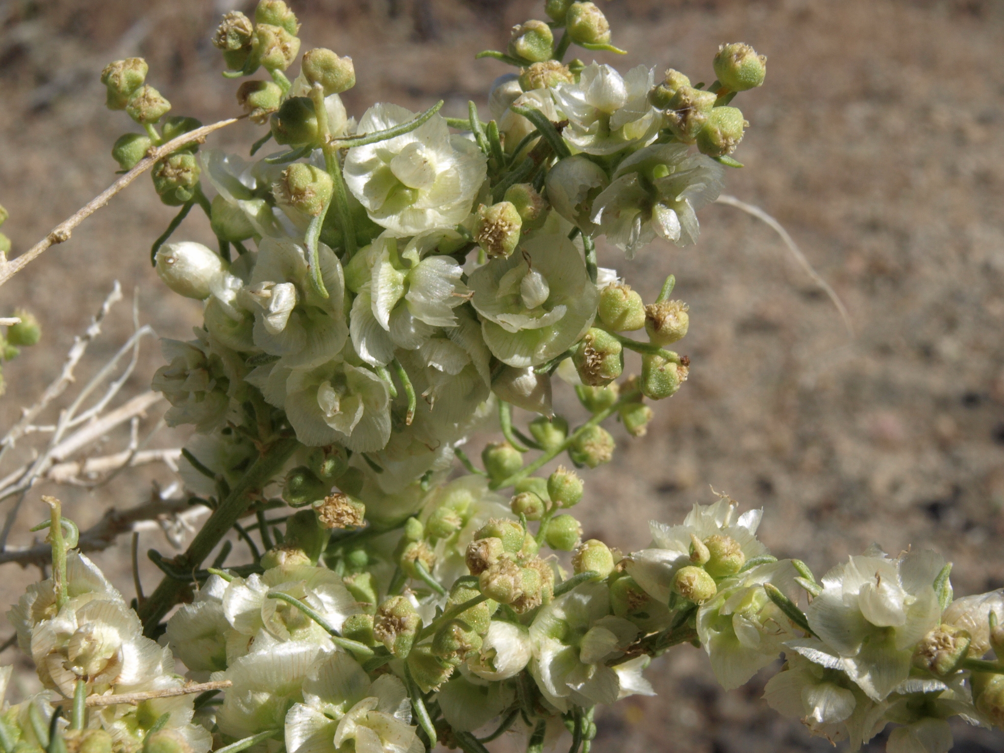 Ambrosia salsola