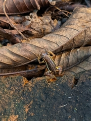 Epipedobates machalilla