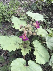 Proboscidea louisianica fragrans