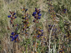 Psorothamnus arborescens minutifolius