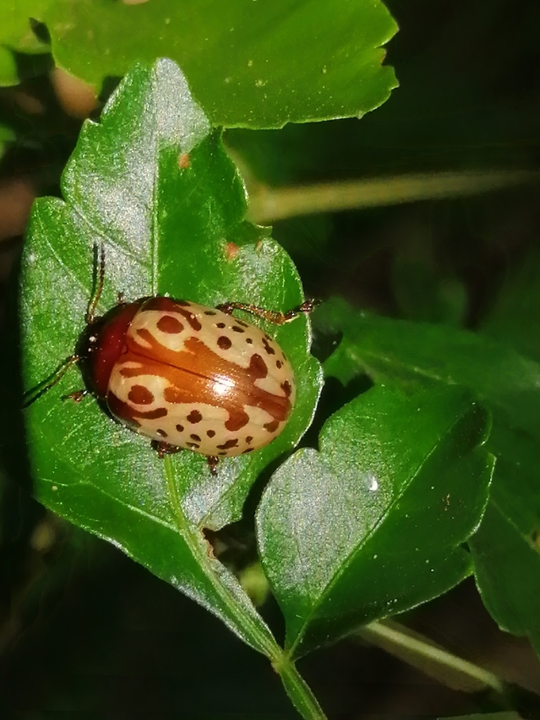 Calligrapha argus