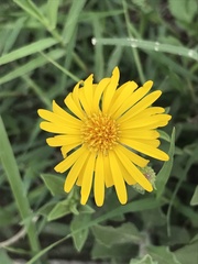 Heterotheca inuloides