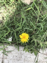 Heterotheca inuloides