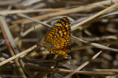 Phyciodes graphica