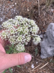 Angelica scabrida