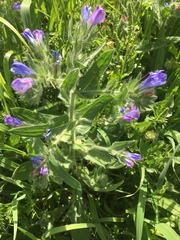 Echium judaeum