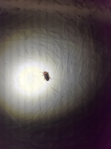Spring Firefly Southwest Spring Firefly (Bicellonycha wickershamorum) · iNaturalist