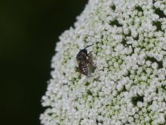 Triepeolus subnitens