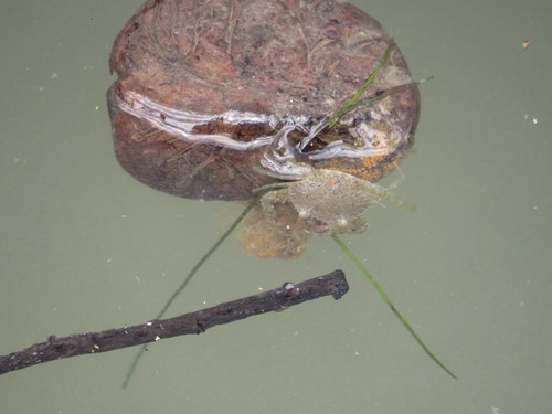 Portunus armatus
