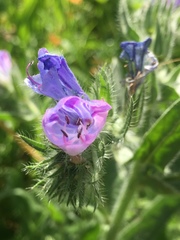 Echium judaeum
