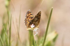 Phyciodes graphica