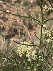 Asclepias subverticillata