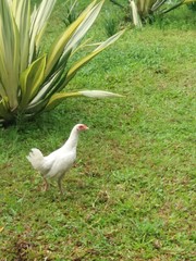 Gallus gallus domesticus