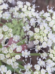 Angelica scabrida