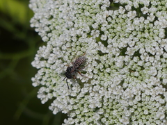 Triepeolus subnitens