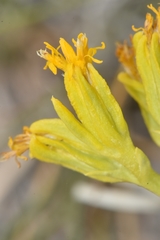 Yermo xanthocephalus