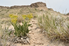 Yermo xanthocephalus