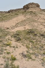 Yermo xanthocephalus