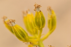 Yermo xanthocephalus