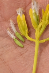 Yermo xanthocephalus