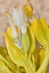 Yermo xanthocephalus