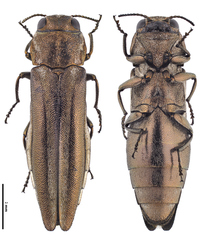 Agrilus cinctus