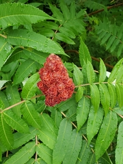 Rhus typhina