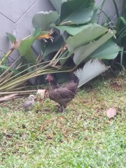 Gallus gallus domesticus