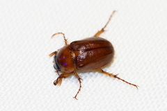 Cyclocephala borealis