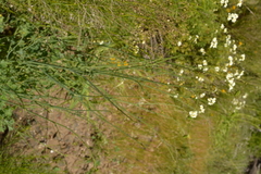 Asteriscium chilense