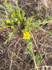 Apodanthera undulata