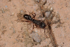 Rhytidoponera victoriae
