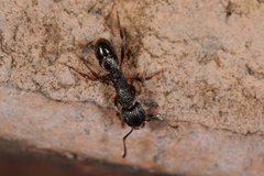 Rhytidoponera victoriae