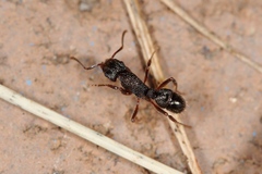Rhytidoponera victoriae