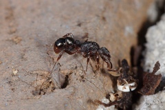 Rhytidoponera victoriae